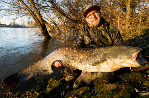  Die ersten Spinnwaller der Rhein-Saison  Gerade jetzt im Januar stehen die Chancen besonders gut, seinen Traumfisch glücklich in den Händen zu halten.