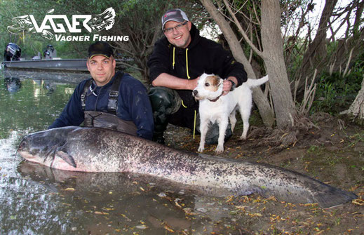 Vagner Fishing - Claudio nach wenigen Angelstunden seinen ersten zwei Meter Fisch aus dem Rhein. Gefischt wurde mit Fireballsystem, Steinmontage und totem Köderfisch an der Pose.