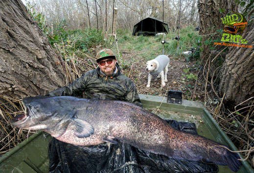 Welsangeln am Ebro-Dieser bullige Karpfenfresser verlangte uns einiges ab in der harten Strömung und dem hindernisreichen Fluss. Tight lines Peter Merkel