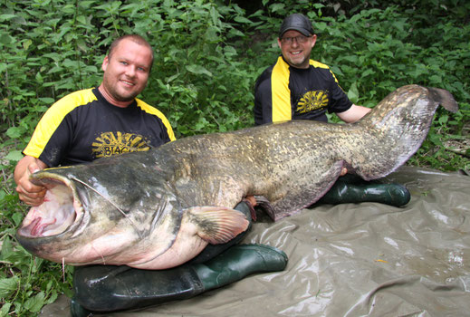 Welsangeln-Maik und Peter Merkel mit einem Rheinwaller.