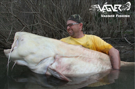 Vagner Fishing - Peter Merkel mit einer seinen spektakulärsten Wels Fänge der letzten Jahre, ein Albino Wels mit einer Länge von 232cm.