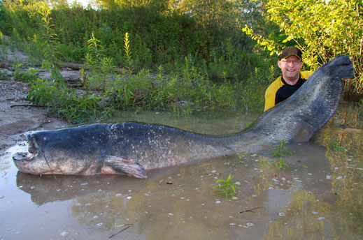 Peter Merkel mit einem 253cm großem Wels aus dem Rhein.