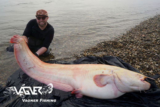 Vagner Fishing -  Peter Merkel mit einen weiteren Albinowels aus dem Rhein