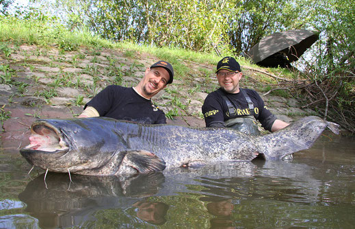 Welsangeln-Patrick Haas und Peter Merkel mit einem Rheinwaller.