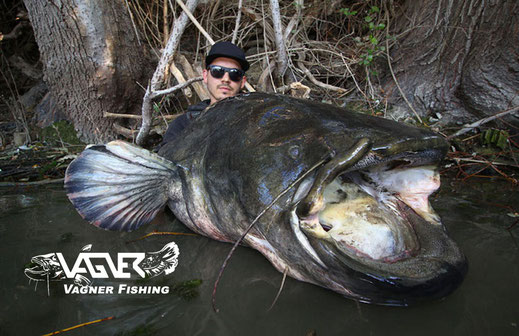 Vagner Fishing - jeder Teilnehmer ist zufrieden nach Hause gefahren.52 Welse mussten sich den Teilnehmern geschlagen geben. Mehrere neue PB's wurden teilweise doppelt aufgestellt