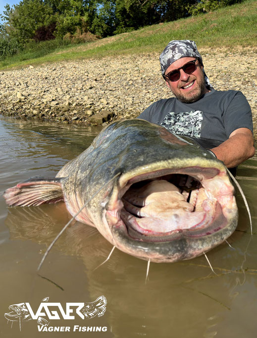 Vagner Fishing - Bei Fischkontakt wird zuerst mit der Schnur in der Hand oder über die Rute in Richtung Wels nachgegeben, um dann schnell Gegendruck zu erzeugen  