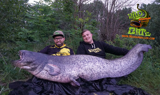  Das bedeutet, dass er einen Großteil seiner Nahrung im Freiwasser jagt. Er greift seine Beute aus der Deckung heraus an und folgt den Beutefischen oft bis an die Oberfläche.