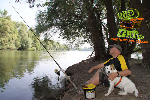 Das Vorfach ist das Bindeglied zwischen Wels und Angler und muss daher sehr abriebfest sein um den Zahnplatten des Wallers Stand zu halten. Deswegen verwende ich nur Dyneema Welsvorfächer ab der Stärke 0,80mm Durchmesser.