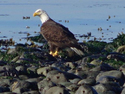 In den USA lernt man bereits als Kind diesen Vogel kennen: Er ist das Wappentier der Vereinigten Staaten, der Weißkopfseeadler.