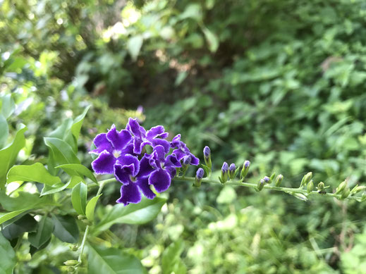 デュランタは初夏に咲く紫の花です