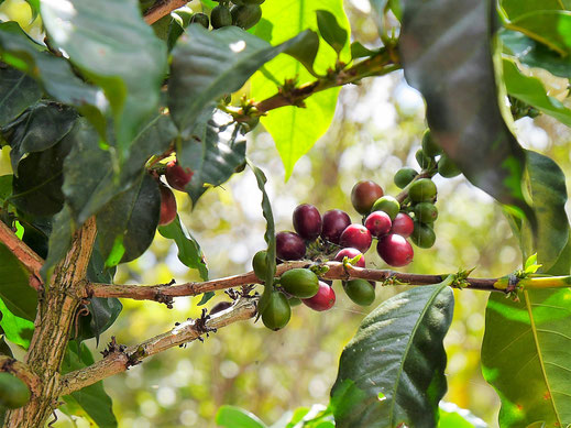 Kaffeebohnen, San Agustín, Kolumbien (Foto Jörg Schwarz)