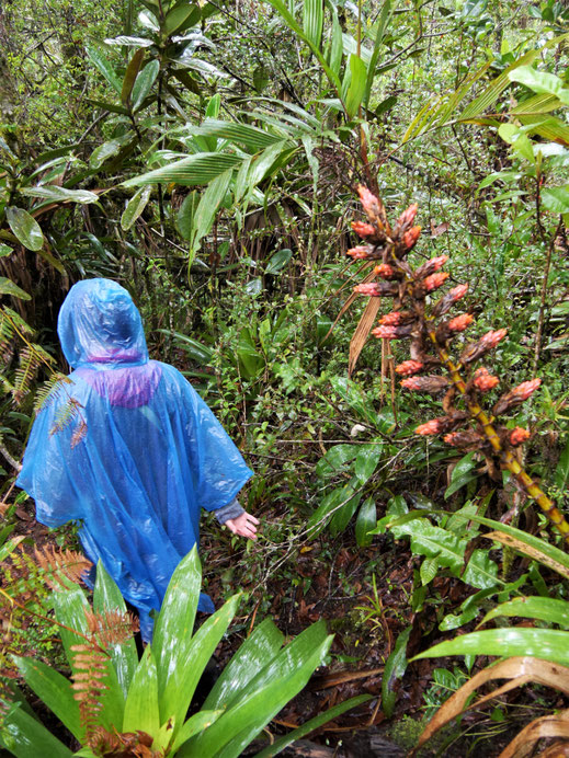 Wir trekken im Regen, lieben aber die dschungelartige Umgebung... Bei Gachantivá, Kolumbien (Foto Jörg Schwarz)