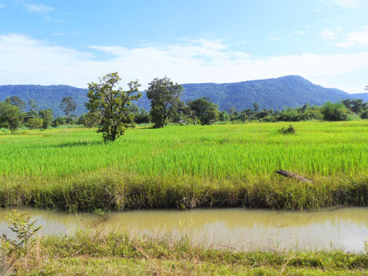 Traumhafte Landschaften und Reisfelder satt... Region Preah Vihear, Kambodscha (Foto Jörg Schwarz)