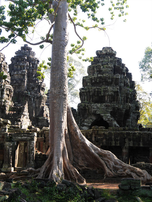 Was für ein Baum! Hat sich hier auf die Ruine gesetzt... Banteay Kdei, Kambodscha (Foto Jörg Schwarz)