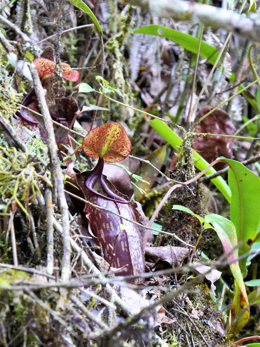 Fleischfressende Kannenpflanzen, Cameron Highlands, Malaysia (Foto Jörg Schwarz)