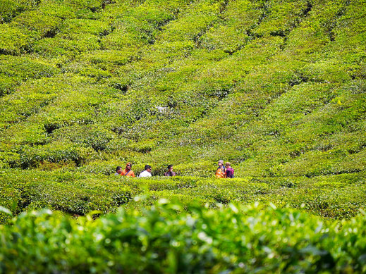 Gruppenfoto mit Tee... Cameron Highlands, Malaysia (Foto Jörg Schwarz)