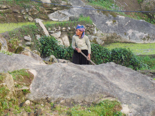 Wo mit der Zeit zahlreiche Hangabbrüche Felsen en masse hinterlassen haben, bringen diese Hmong ihre terrassenartigen Reisfelder für die nächste Pflanzsaison in Form... Sa Pa, Vietnam (Foto Jörg Schwarz)