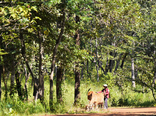 Wohin immer man schaut: Land- und Viehwirtschaft bestimmen das Leben der Menschen hier... Region Preah Vihear, Kambodscha (Foto Jörg Schwarz)