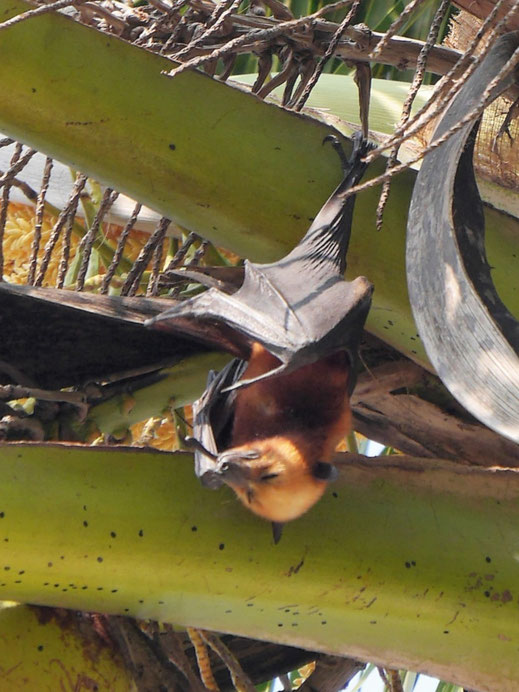 Harmlose und possierliche Flughunde - Vegetarier - sind in großer Zahl auf dem Juara Beach anzutreffen... Juara Beach, Tioman Island, Malaysia (Foto Jörg Schwarz) 