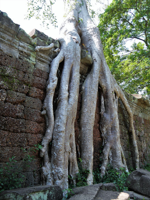 Auch hier zeigen sich beeindruckende Wurzelwerke... Preah Khan, Kambodscha (Foto Jörg Schwarz)