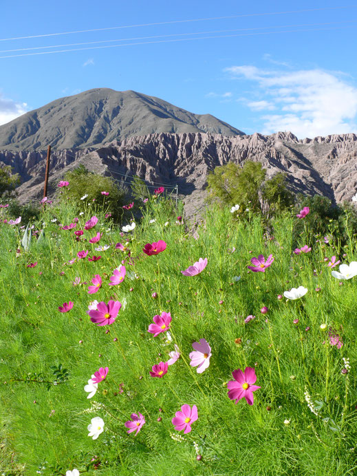 Hoch aber keineswegs karg! Bei Purmamarca, Argentinien (Foto Jörg Schwarz)