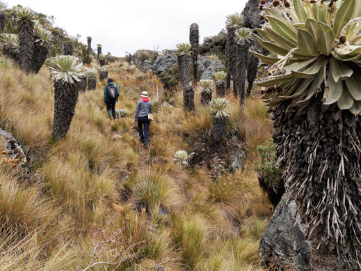 Die Pflanzen hier haben teilweise mehr als 300 Jahre auf dem Buckel... Páramo de Ocetá, bei Monguí, Kolumbien (Foto Jörg Schwarz)