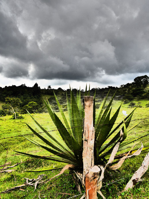 Eine der Agarve verwandte Kakteenart im Dramatic Modus, San Agustin, Kolumbien (Foto Jörg Schwarz)