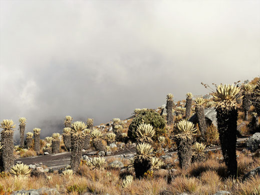 Der Sonne-Wolken-Mix erzeugt eigentümlich schöne Stimmungen, El Cocuy Nationalpark, Kolumbien (Foto Jörg Schwarz)