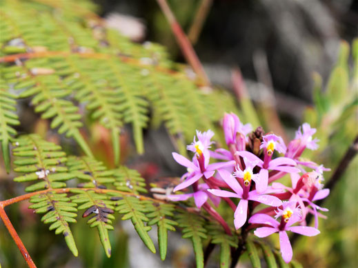 Während einer Wanderung lässt sich die üppige Flora und Fauna des Areals erkunden... Bei Gachantivá. Kolumbien (Foto Jörg Schwarz)