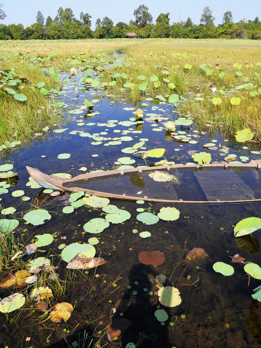 Ein Lotusblumenfeld in idyllischer Umgebung, Banteay Srei, Kambodscha (Foto Jörg Schwarz)