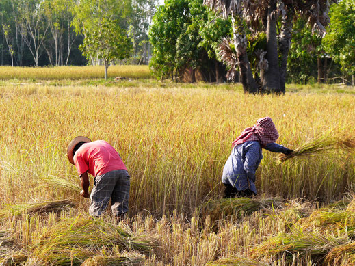 Reisernte: Harte Arbeit! Bei Takeo, Kambodscha (Foto Jörg Schwarz)