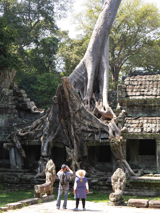 Bäume haben sich hier auf alles gesetzt... Preah Khan, Kambodscha (Foto Jörg Schwarz)