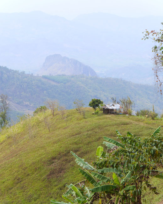 Wohin immer man schaut: Land- und Viehwirtschaft bestimmen das Leben der Menschen hier... Region Preah Vihear, Kambodscha (Foto Jörg Schwarz)