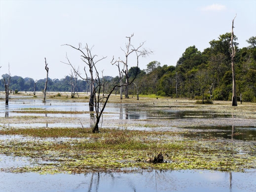 Die Landschaft ist sehr schön - hier scheint ein ganzer Wald "abgesoffen" zu sein... Neak Pean, Kambodscha (Foto Jörg Schwarz)