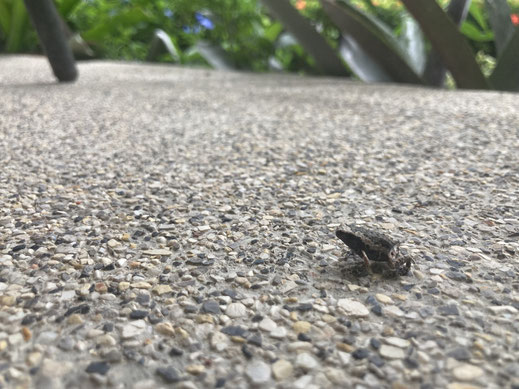 Diese kleinen Minifrösche hier flüchten sich zu mir auf die Veranda... Koh Samui, Thailand (Foto Jörg Schwarz)