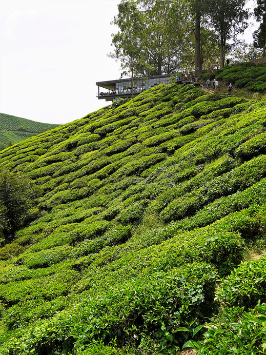 Das einzigartig gelegene Teahouse, in der der Tee spektakulär verköstigt werden kann, Cameron Highlights, Malaysia (Foto Jörg Schwarz)