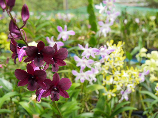 Elke zeigt uns zudem sagenhaft schöne Orchideen, Langkawi, Malaysia (Foto Jörg Schwarz)