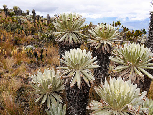 Frailejones - die typische Vegetationsform im paramó, Monguí, Kolumbien (Foto Jörg Schwarz)