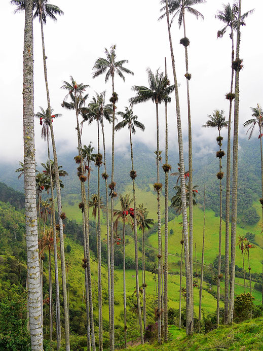 Ab und an geben die Wolken auch das Tal wieder frei... Valle de Cocora, Kolumbien (Foto Jörg Schwarz)