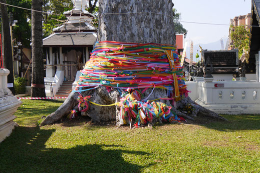 Ein heiliger Baumriese mitten in einem der Tempelkomplexe in Chiang Mai, Thailand (Foto Jörg Schwarz)