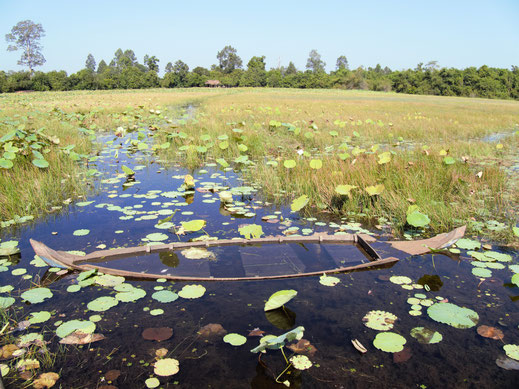 Mit diesem "abgesoffenen" Boot werden normalerweise die Lotusblumen geerntet... Siem Reap, Kambodscha (Foto Jörg Schwarz)