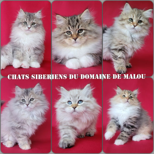 chat siberien Bordeaux