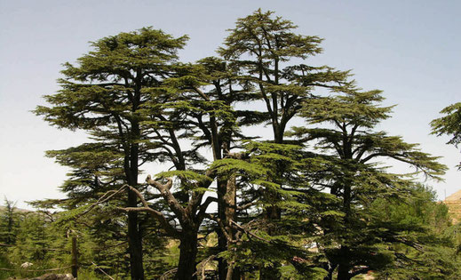 Forest of the Cedars of God, Lebanon • Picture by Nico Cohayek