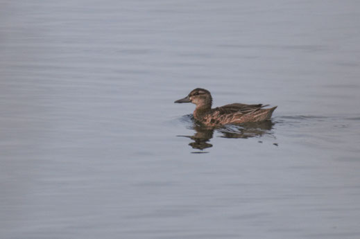 Knäkente am Schweinfurter Baggersee,  Foto: Gerhard Kleinschrod