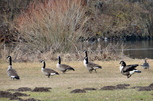 Kanadagänse mit Graugans