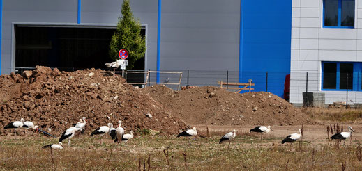 Störche bei der Nahrungssuche im Industriegebiet Maintal (Foto: H. Vorberg)