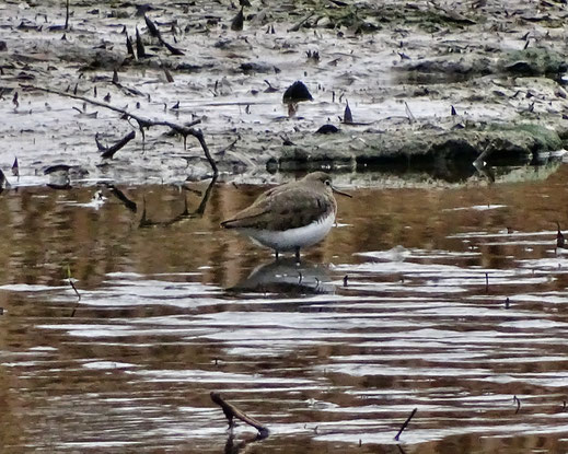 Der Waldwasserläufer überwintert als einzige Limikole regelmäßig bei uns.