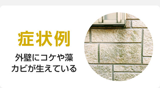 外壁に苔や藻、カビが生えている（外壁塗装の塗替え時期目安症状）