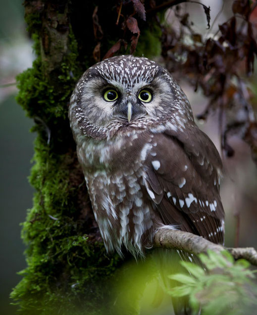 Mit Geduld und ein wenig Glück kann man auch den Raufußkauz in der Umgebung von Eichstätt hören. Foto: Marcus Bosch LBV Bildarchiv