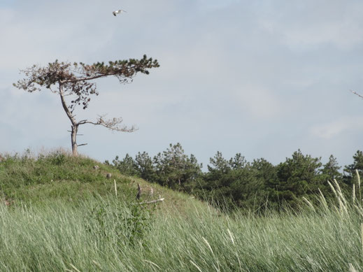 2016. Nu nog aan de rand van het al inmiddels gesnoeide bos.